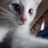 Cookie Ate Cat
