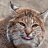 redbobcat